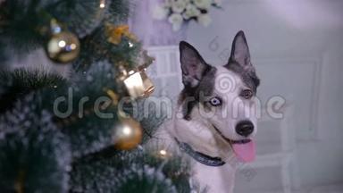 可爱的哈士奇狗靠近新年树，<strong>守</strong>卫圣诞<strong>礼</strong>物。 快关门。